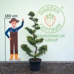 Borievka prostredná (Juniperus media) ´PFITZERIANA GLAUCA´ (-30°C) – výška 170-190 cm, kont. C35L – BONSAJ